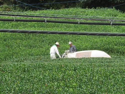Hand-picking the top three leaves of a tea plant during the Spring harvest
