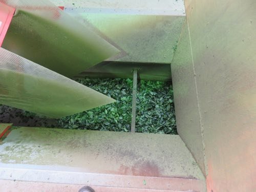 Fresh tea leaves being steamed immediately after harvest to halt fermentation